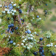 Juniper Berry Seeds