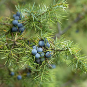 Juniper Berry Seeds