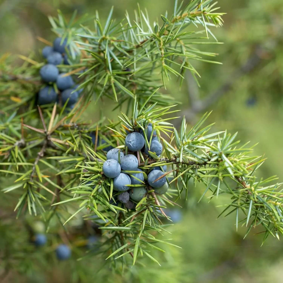 Juniper Berry Seeds