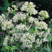 Wildflower Mix Jupiter's Beard Seeds