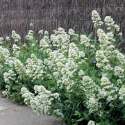 Wildflower Mix Jupiter's Beard Seeds