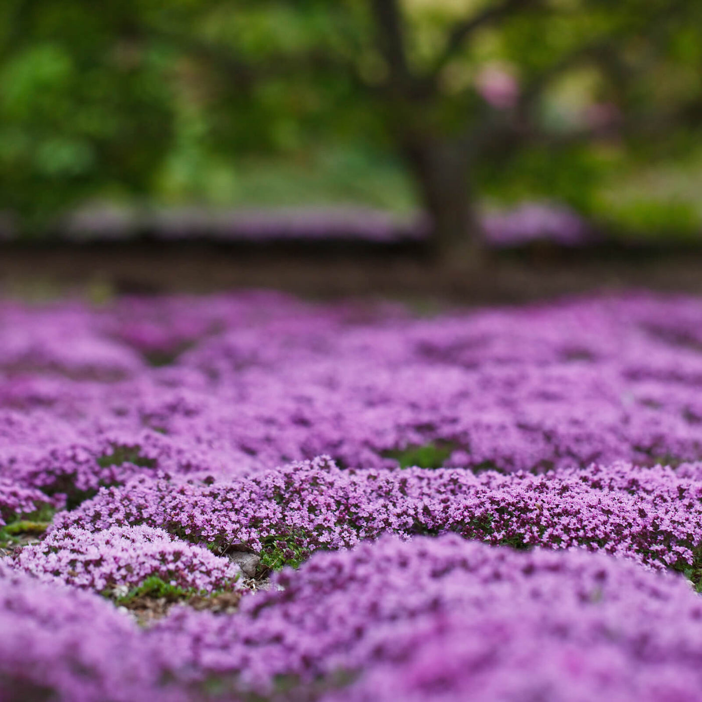Purple Creeping Thyme Seeds, Herbal