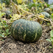 Kabocha Squash Seeds – Cucurbita maxima
