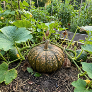 Kabocha Squash Seeds – Cucurbita maxima