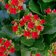 Blossfeldiana Kalanchoe Seeds