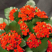 Blossfeldiana Kalanchoe Seeds