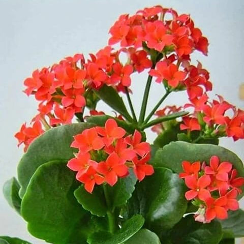 Blossfeldiana Kalanchoe Seeds