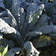 Cavolo Nero Kale Seeds