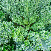 Curled Kale Seeds
