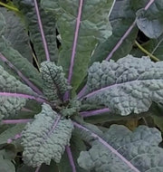 Dazzling Kale Seeds