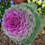 Ornamental Mix Kale Seeds