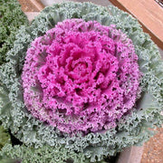 Pink Kale Seeds