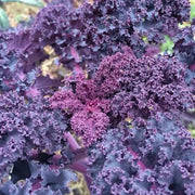 Purple Scarlet Kale Seeds