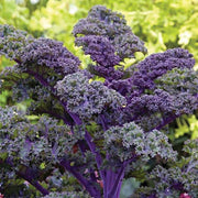 Violet Kale Seeds