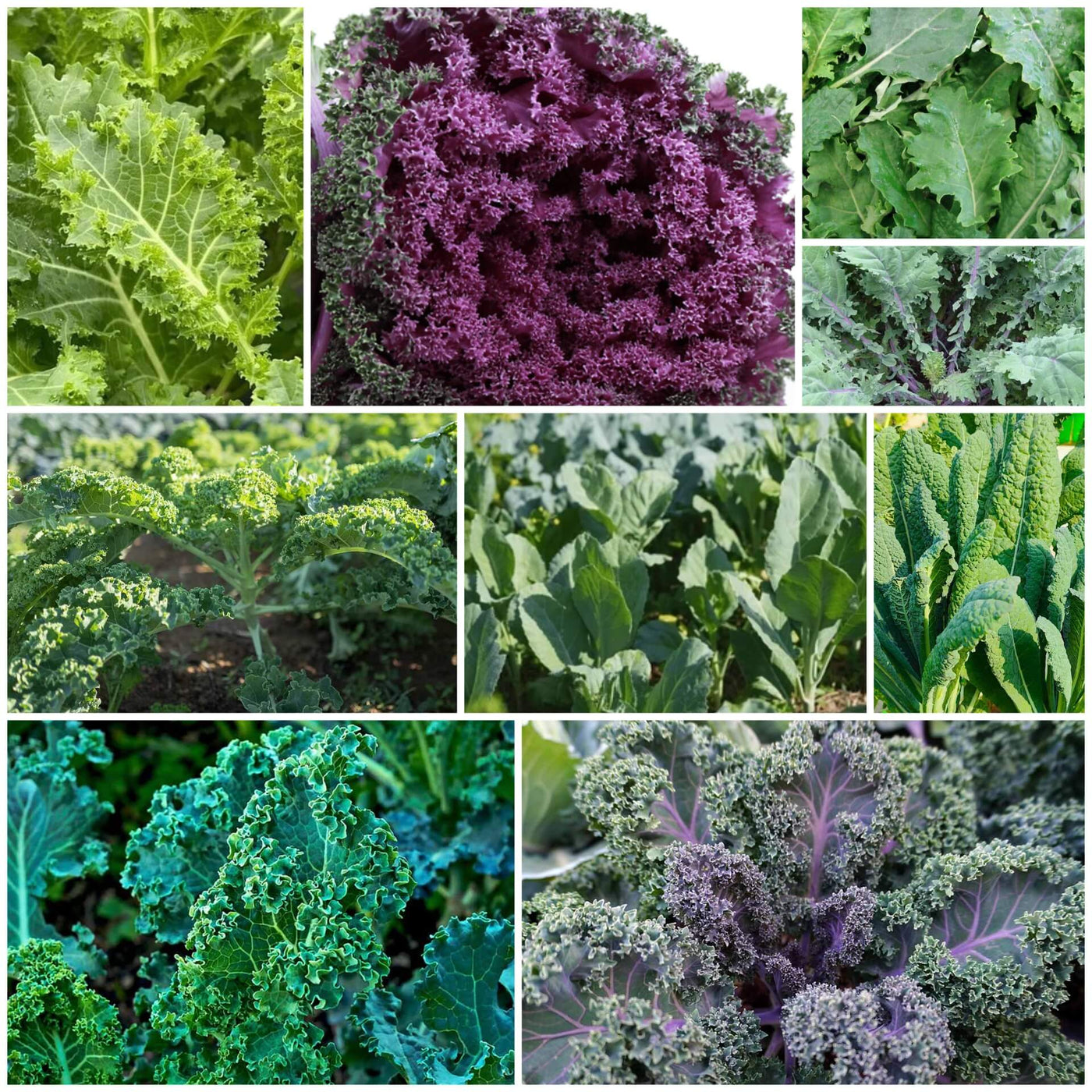Kale Seeds - All In One For Home Gardens