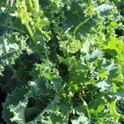 Kale Seeds - All In One For Home Gardens