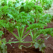 Kale Seeds - All In One For Home Gardens
