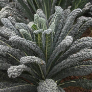 Cavolo Nero Kale Seeds