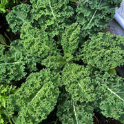 Curled Kale Seeds