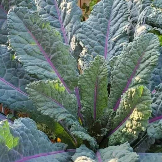 Dazzling Kale Seeds