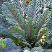 Dazzling Kale Seeds