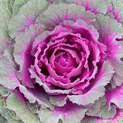 Ornamental Mix Kale Seeds