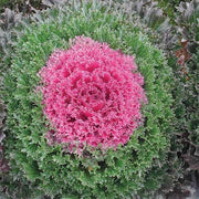 Pink Kale Seeds