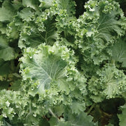 Siberian Kale Seeds