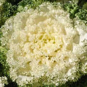 White Kale Seeds
