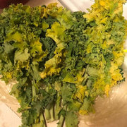 Yellow Kale Seeds