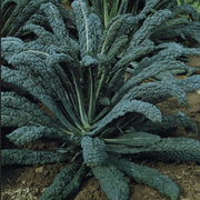 Cavolo Nero Kale Seeds