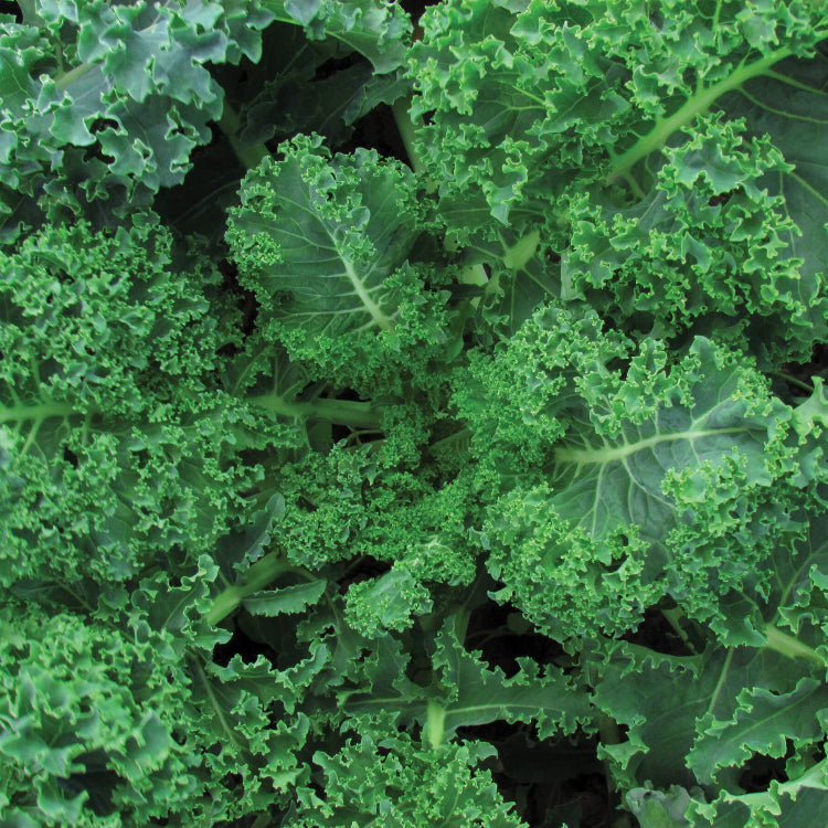 Curled Kale Seeds