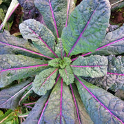 Dazzling Kale Seeds