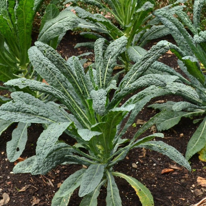 Kale Seeds – Brassica oleracea var. sabellica