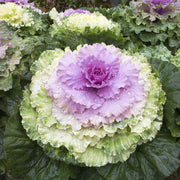 Ornamental Mix Kale Seeds