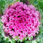Pink Kale Seeds