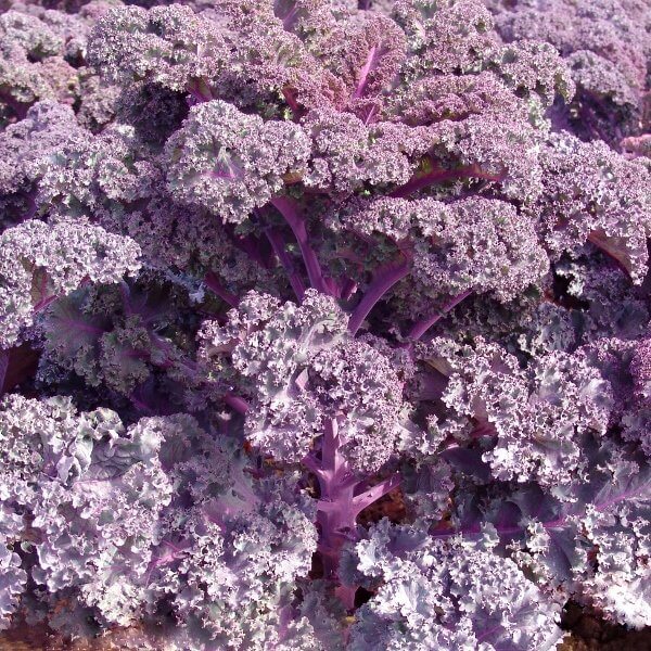 Purple Scarlet Kale Seeds