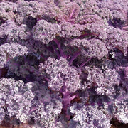 Purple Scarlet Kale Seeds