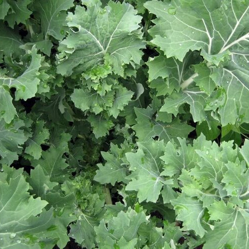 Siberian Kale Seeds