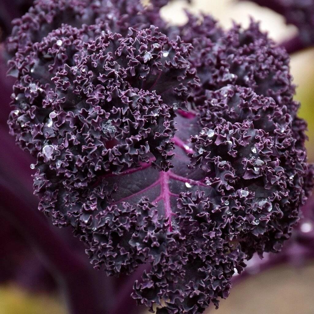 Violet Kale Seeds
