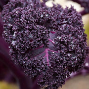 Violet Kale Seeds