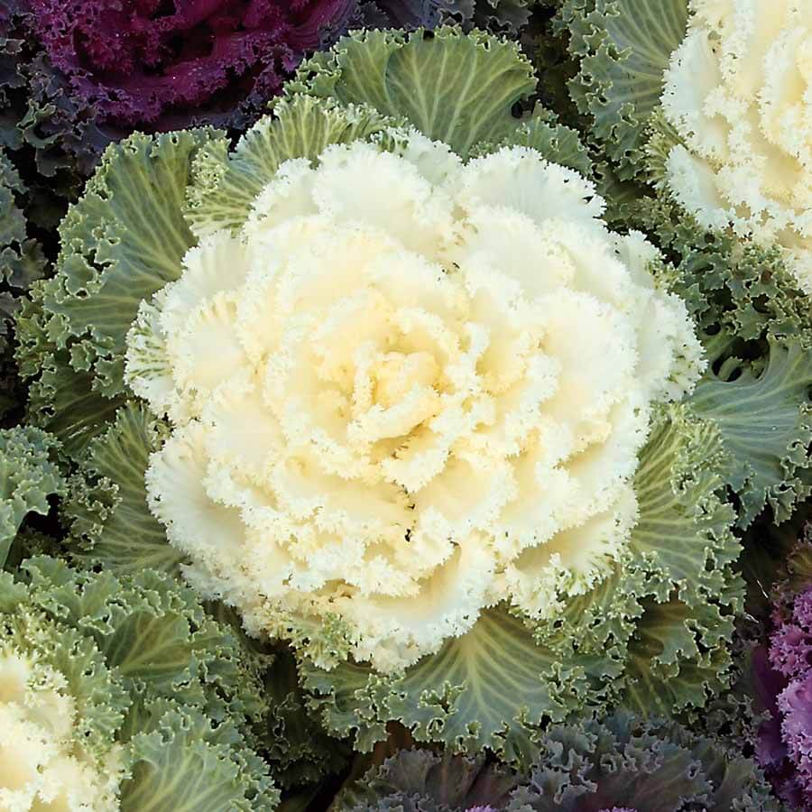White Kale Seeds