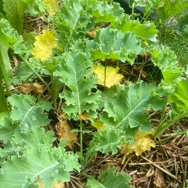 Yellow Kale Seeds