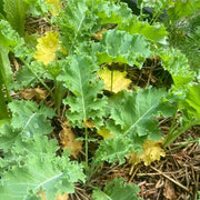 Yellow Kale Seeds