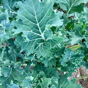 Siberian Kale Seeds