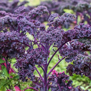 Violet Kale Seeds