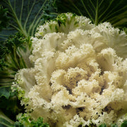 White Kale Seeds