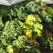 Yellow Kale Seeds