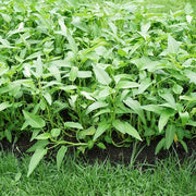 Water Spinach Seeds - Ipomoea aquatica Vegetable Seeds