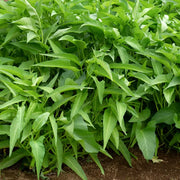 Water Spinach Seeds - Ipomoea aquatica Vegetable Seeds